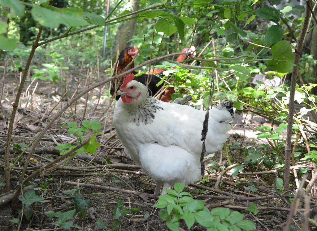 La Ferme Wessiere Vendégház Oye-Plage Kültér fotó